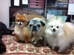 iphone/image-20120421145800.png