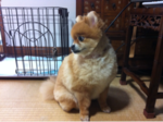 iphone/image-20120421145825.png