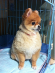 iphone/image-20120421145842.png